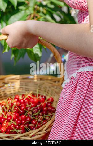 Fille tenant un panier en osier rempli de cerises fraîchement cueillies Banque D'Images