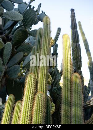 Différents types de plantes cactus poussant dans un jardin désertique Banque D'Images