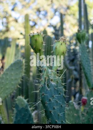 Fruit de cactus figue de Barbarie vert poussant avec des épines Banque D'Images