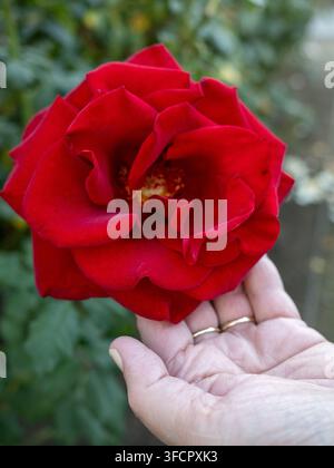 Main de femme touchant délicatement une belle rose rouge en pleine floraison Banque D'Images