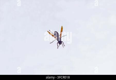 Grosse abeille rouge sur fond blanc Banque D'Images