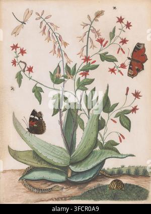 Papillons, un serpent et une tortue autour d'une agave en fleurs, dessin, dessinateur (artiste) : Maria Moninckx, 1686 - 1757, dessinateur (artiste), peinture (revêtement), matériau biologique, parchemin (matériau animal), aquarelle (peinture), gouache (peinture), sur parchemin, hauteur 398 mm x largeur 297 mm, insectes : papillon, insectes : libellule, tortues, lézards, plantes et herbes : agave, Serpentes. Une grande succulente verte aux feuilles épaisses et pointues occupe le centre, ses feuilles présentant des bords dentelés et un ombrage texturé ; de minces tiges s'élèvent de la rosette et portent de petites fleurs en forme de cloche et d'étoile, rouges et roses Banque D'Images