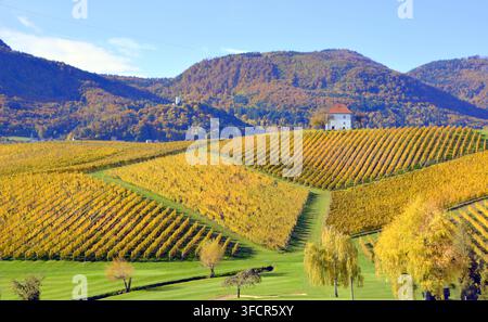 Vue aérienne de rangées de vignes dorées automnales s'étendant sur des collines ondulantes avec un manoir charmant et des montagnes boisées en arrière-plan. Banque D'Images