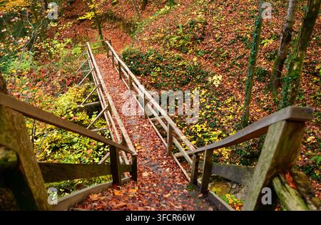 Un passerelle en bois avec des rampes descend à travers une forêt automnale luxuriante recouverte de feuilles tombées et de lierre. Le sentier pittoresque invite les randonneurs dans un pois Banque D'Images