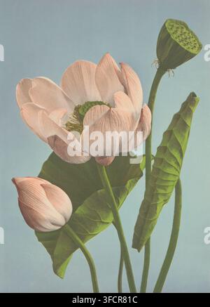 Nelumbo nucifera ou Lotus sacré, page, impression photomécanique, photographe : Kazumasa Ogawa, vers 1890 - avant ou en 1895, papier, collotypie, lithographie en couleur, clé dans l'impression photo avec lithographie en couleur, hauteur 295 mm x largeur 218 mm, fleurs : lotus. Une fleur de lotus rose pâle en pleine floraison avec des pétales superposés et une capsule de graines verte visible au centre, un bouton rose fermé en dessous, une haute capsule de graines verte avec des trous sur une tige courbée à droite, et plusieurs grandes feuilles vertes texturées et de longues tiges vertes sur un fond bleu clair. Banque D'Images