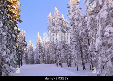 Un chemin de forêt serein en hiver, bordé de grands pins lourdement chargés de neige fraîche, illuminé par une douce lumière dorée sous un ciel bleu clair. Banque D'Images