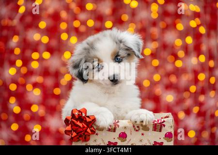 Chiot australien dans une boîte cadeau avec un nœud. Séance photo de Noël pour chiot Merle. Banque D'Images
