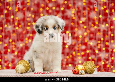 Un chiot Aussie bleu merle est assis à côté des décorations de sapin de Noël. Session photo d’un chiot Aussie border collie sur un fond de Noël. Banque D'Images