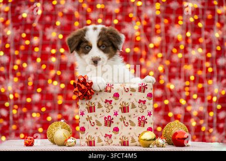 Coupage de chiot australien dans une boîte cadeau avec un nœud. Shooting photo de Noël avec un chiot rouge et blanc. Banque D'Images