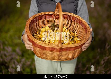 panier plein de champignons sauvages fraîchement cueillis Banque D'Images