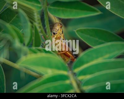 Close-up d'une sauterelle brune se cachant parmi des feuilles vertes luxuriantes dans un jardin naturel ou un environnement forestier Banque D'Images