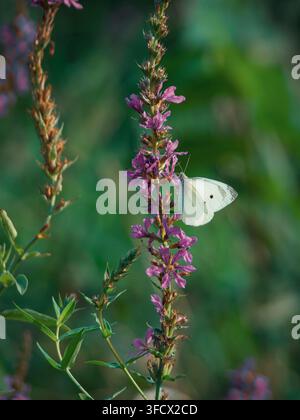 Gros plan d'un papillon blanc reposant sur des fleurs de lysimachie pourpre en fleurs dans un environnement de prairie naturelle verte Banque D'Images