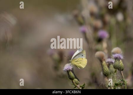 Piéride blanc à nervures vertes Pieris napi, deuxième génération, femelle se nourrissant sur des fleurs de chardon rampant le long d'une lisière de champ, Nottinghamshire, Royaume-Uni, juillet Banque D'Images