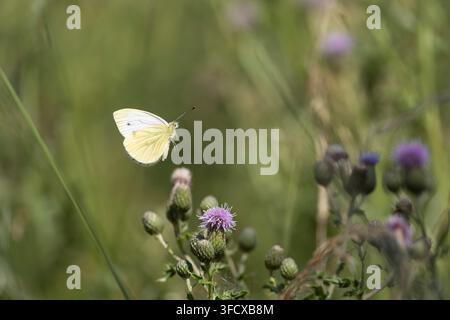 Piéride blanc à nervures vertes (Pieris napi), deuxième génération, femelle en vol après s'être nourrie de fleurs de chardon rampant le long d'une lisière de champ, Nottingham Banque D'Images