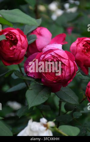 Roses rouges éclatantes en pleine floraison, pétales superposés en plis denses et veloutés sur un fond de feuilles vert foncé. Des gouttes de pluie scintillent sur les pétales des fleurs. Banque D'Images
