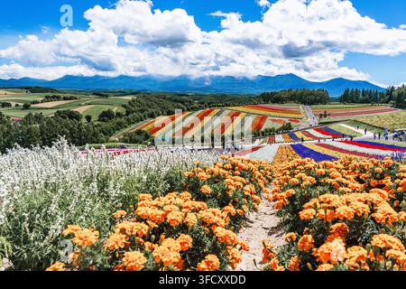 Vue panoramique des champs de fleurs arc-en-ciel vibrants et des collines ondulantes à Shikisai no Oka avec des soucis orange au premier plan, Biei, Hokkaido, Japon Banque D'Images