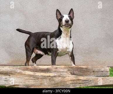 Portrait extérieur d'un bull terrier miniature debout à côté d'une bûche devant un mur Banque D'Images