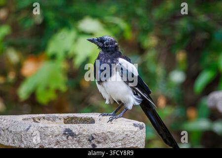 Une pie eurasienne, Pica pica, au plumage ébouriffé posée sur un bain d'oiseaux traditionnel en pierre dans un jardin du Surrey, dans le sud-est de l'Angleterre, en été Banque D'Images