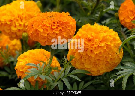 Tagète érigée orange, souci africain ‘Space Hopper’ en fleur. Banque D'Images