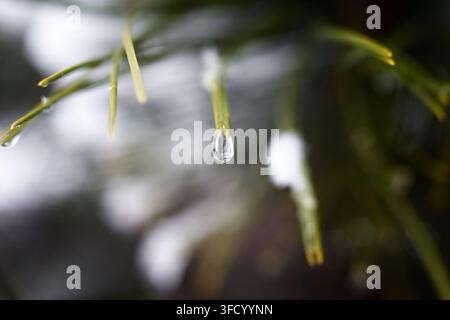 Vue macro en gros plan d'un seul goutte d'eau pure suspendue avec grâce à l'extrémité d'une aiguille de pin verte fraîche, avec un fond naturel flou. Banque D'Images