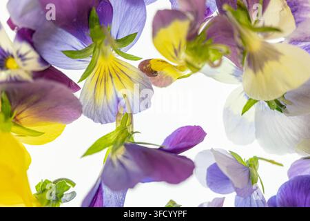 Arrangement de fleurs comestibles en gros plan, couleurs vives, structures délicates des pétales, composition éparpillée et superposée, éléments naturels, tige verte fraîche Banque D'Images