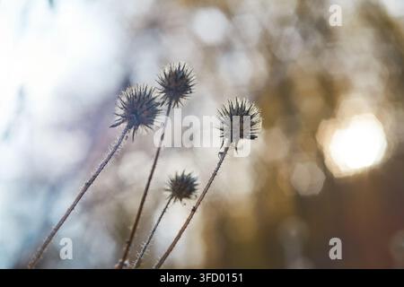 Vue macro capturant les délicates têtes de graines sèches de petites plantes de chardon se dressant fièrement sur des tiges élancées sous la lumière naturelle pendant la saison automnale. Banque D'Images