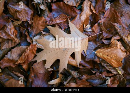 Photographie en gros plan à angle élevé des feuilles dorées et brunes tombées recouvrant le sol dans une forêt d'automne, mettant en évidence les textures saisonnières. Banque D'Images