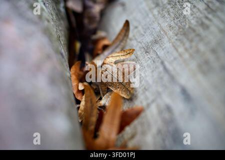 Une prise de vue rapprochée détaillée capture des feuilles d'automne brunes et flétries coincées fermement dans un étroit écart vertical entre deux planches de bois érodées pendant Banque D'Images