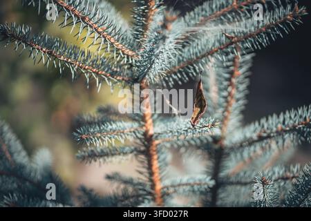 Vue rapprochée de branches d'épicéa bleu présentant des aiguilles pointues et une seule feuille sèche suspendue à une toile d'araignée fragile pendant la saison froide de l'hiver Banque D'Images