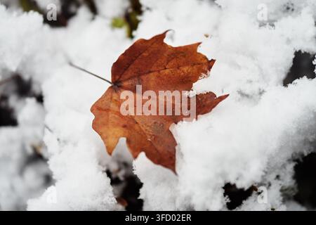 Close-up d'une seule feuille d'érable brune et sèche reposant sur une épaisse couche de neige blanche fraîche pendant la saison froide de l'hiver. Banque D'Images