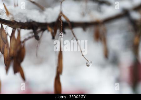 Photo macro des gouttes de glace claires en train de fondre formées sur des brindilles sèches et des capsules de graines pendant une journée d'hiver froide avec un fond enneigé. Banque D'Images