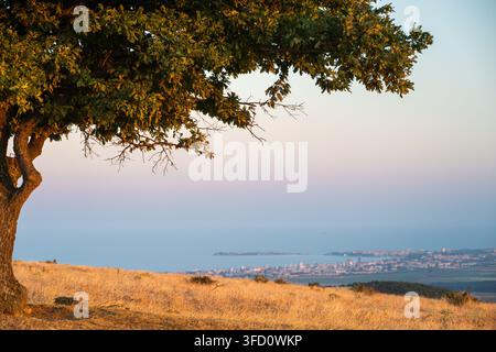 un grand arbre solitaire se dressant sur une colline herbeuse sèche surplombant une ville lointaine et une côte sous un ciel dégagé. Banque D'Images