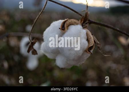 Grossissement d'une capsule de coton blanc mûr sur une plante sèche Banque D'Images