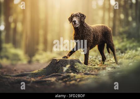 Curly Coated Retriever Banque D'Images
