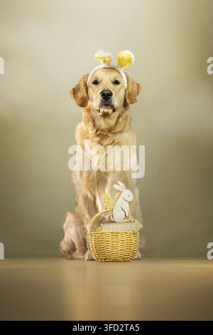 Golden Retriever assis avec des oreilles de lapin de Pâques et un panier Banque D'Images