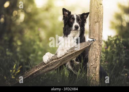 Border Collie repose ses pattes sur une vieille clôture en bois Banque D'Images