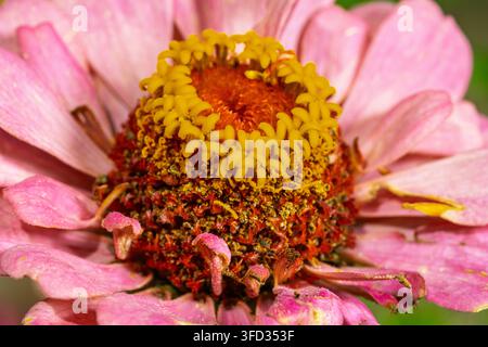Une photographie macro époustouflante capture les détails complexes d'une fleur de zinnia rose, révélant la structure complexe de ses fleurons tubulaires jaunes Banque D'Images