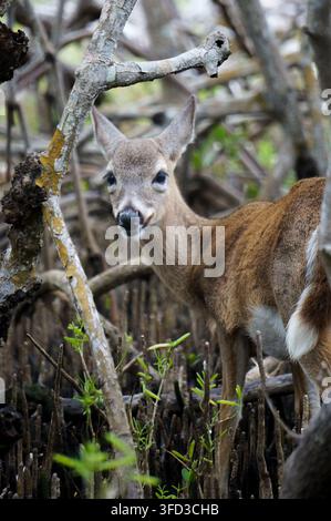 Un cerf des Keys (Odocoileus virginianus clavium) se tient parmi une végétation côtière dense et un habitat de mangroves au National Key Deer Refuge dans les Florida Keys Banque D'Images