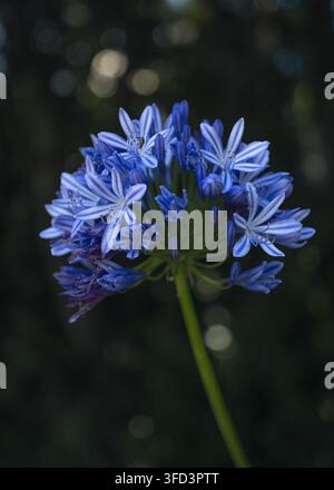 Inflorescence d'Agapanthus avec des pétales rayés bleu et blanc sur une tige verte haute, gros plan éclatant contre un fond flou sombre et doux Banque D'Images