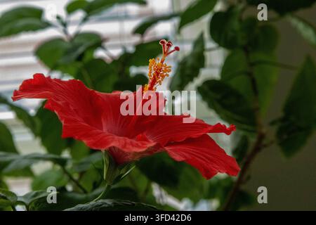Une seule fleur d'hibiscus rouge de l'Hibiscus rosa-sinensis 'Brilliant' classique, un arbuste tropical à feuilles persistantes vivant, connu pour ses fleurs audacieuses en forme de trompette Banque D'Images