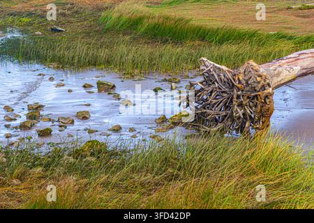 Système racinaire complexe exposé sur une bûche de bois flotté à Steveston, Colombie-Britannique, Canada Banque D'Images