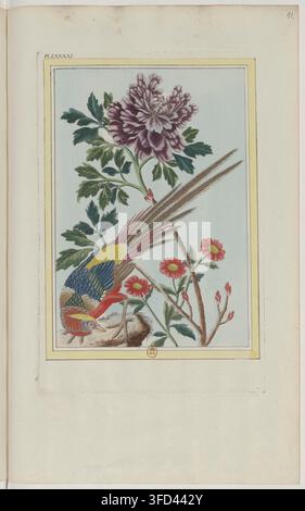 Une illustration botanique détaillée tirée de "Collection précieuse et enluminée des fleurs les plus belles et les plus curieuses", un ensemble dirigé par Pierre-Joseph Buc'hoz, représentant un oiseau perché parmi les fleurs et les plantes, publié en 1776. Banque D'Images