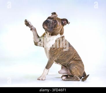 Adulte mâle type chien Pit Bull avec la patte en l'air assis sur fond blanc Banque D'Images