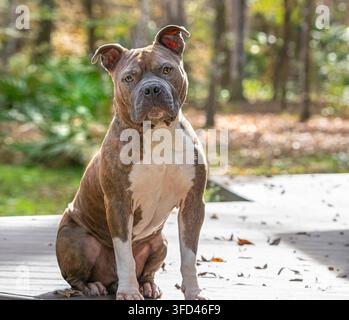 Adulte mâle American Pit Bull Terrier assis en position d'attention sur le pont Banque D'Images