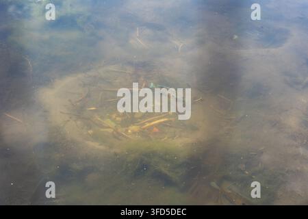 Vue rapprochée d'un poisson d'eau douce nageant dans une eau peu profonde de bassin au-dessus de la végétation aquatique, des algues et des sédiments naturels dans un habitat d'eau douce. Banque D'Images