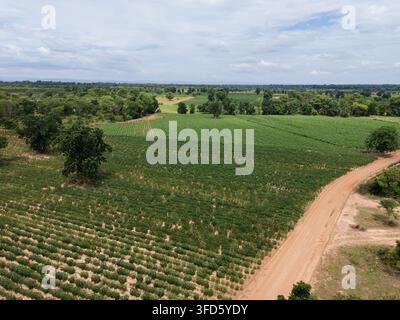 Prise par drone, vue aérienne de champs de manioc avec une route de terre, des terres agricoles cultivées, une végétation verte, des arbres dispersés et un paysage rural Banque D'Images