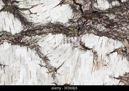 Close-up d'écorce de bouleau blanc avec des fissures sombres et des motifs naturels Banque D'Images