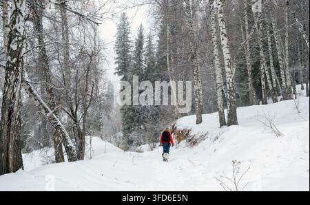 Un randonneur en veste rouge marche avec un chien sur un sentier enneigé à travers une forêt de bouleaux hivernale, adapté à un mode de vie actif, aux promotions de voyages saisonniers et Banque D'Images