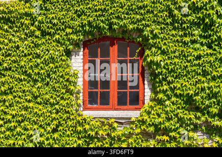 Fenêtre encadrée de rouge sur un vieux mur de briques blanches à Egeskov, presque recouverte par une dense végétation de lierre vert sous la lumière vive de l'été. Banque D'Images