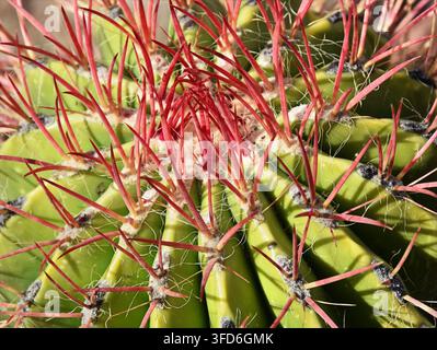 Texture macro d'un cactus vert en forme de tonneau avec des épines rouge vif. Motif géométrique naturel Banque D'Images